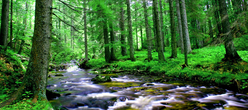 Fotografija gozda s potokom