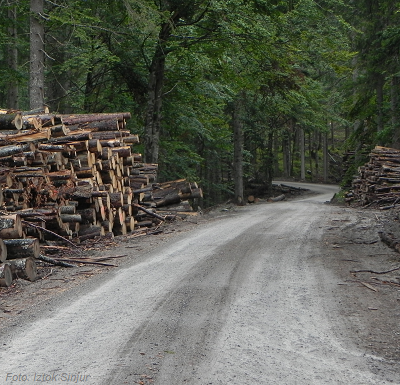 Znanost in praksa – za gozdno lesne verige