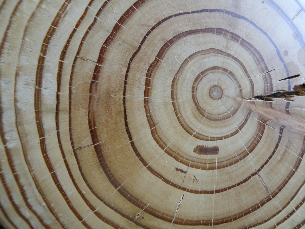 Zbrušen vzorec lesa, pripravljen na meritve širine branik