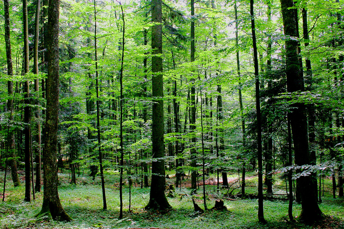 Final event - Ecophysiological, morphological and growth response of fir and beech along the geographical gradient