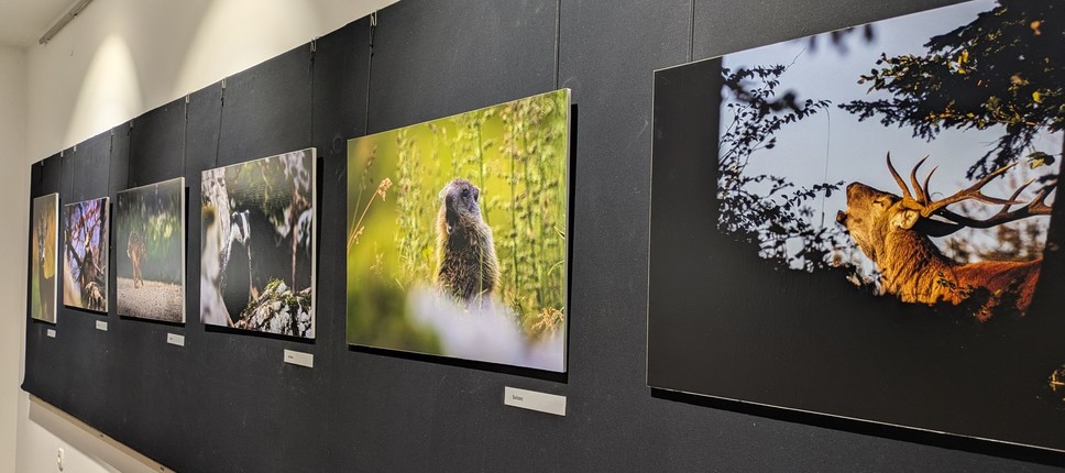 Ujeti trenutki divjine v Galeriji Gozdarskega inštituta Slovenije