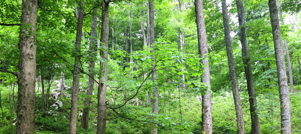Terensko kartiranje gozdov plemenitih listavcev na pilotnem območju Boč-Haloze-Donačka gora