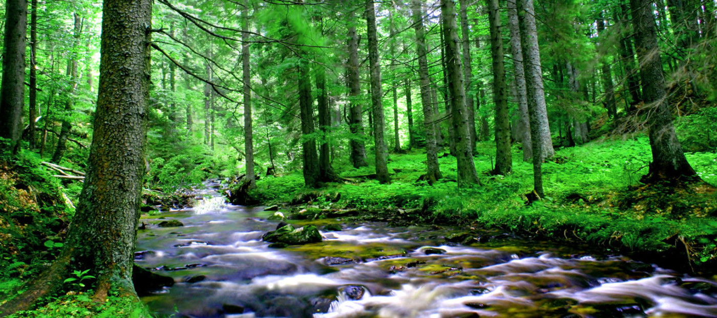 Fotografija gozda s potokom