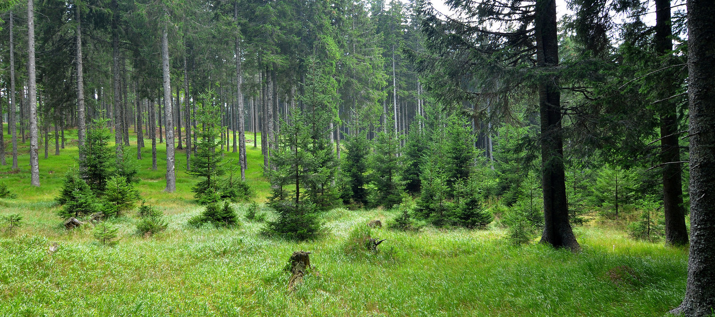 Ali slovenski gozdovi zagotavljajo ponor CO2?