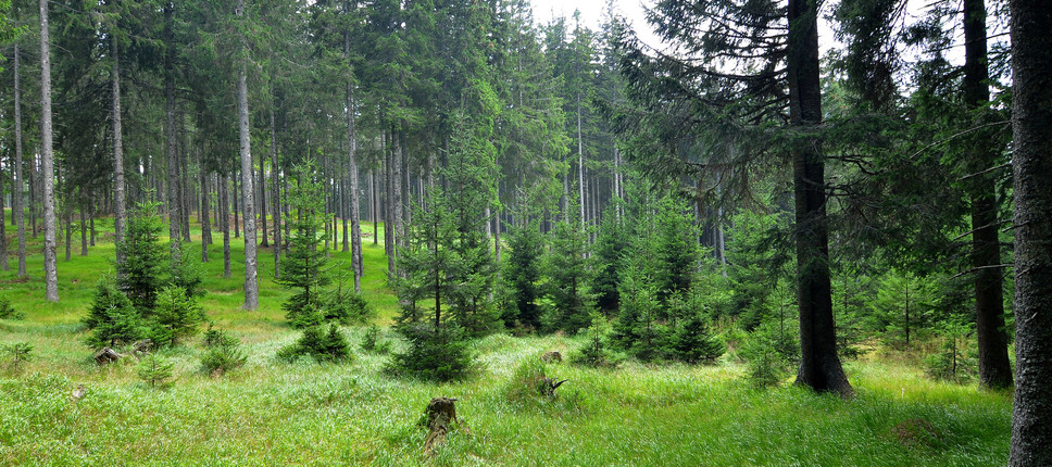 Ali slovenski gozdovi zagotavljajo ponor CO2?