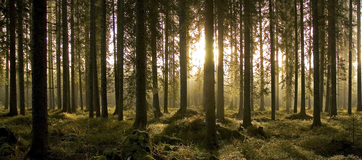 Slika iglastega gozda s sončnim zahodom