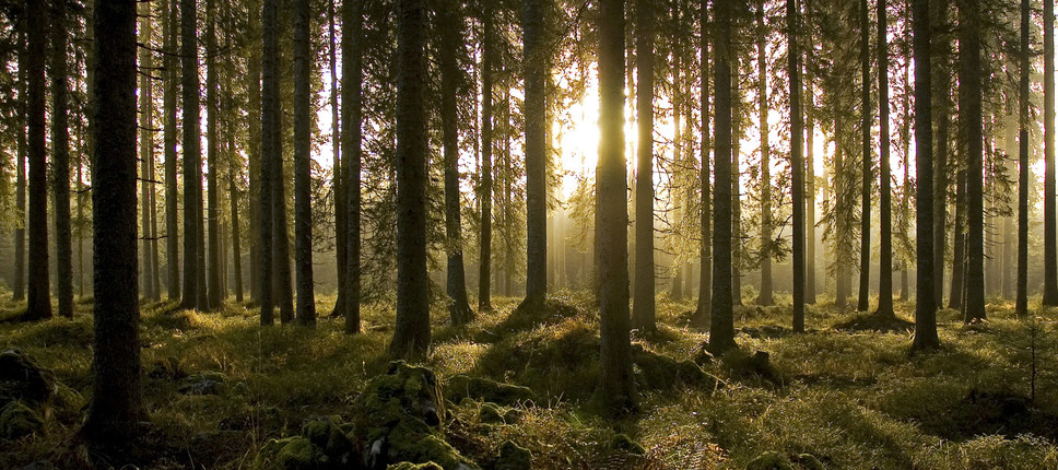Slika iglastega gozda s sončnim zahodom