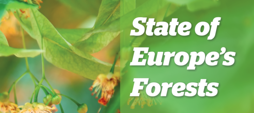 Evropsko poročilo o stanju gozdov 2020