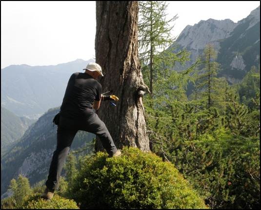 Odvzem vzorcev za analize širin branik in gostote lesa v branikah za rekonstrukcijo klime na zgornji gozdni meji v Alpah.